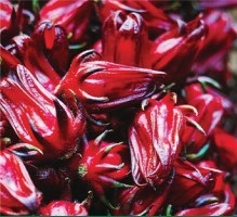 Fleurs de bissap
